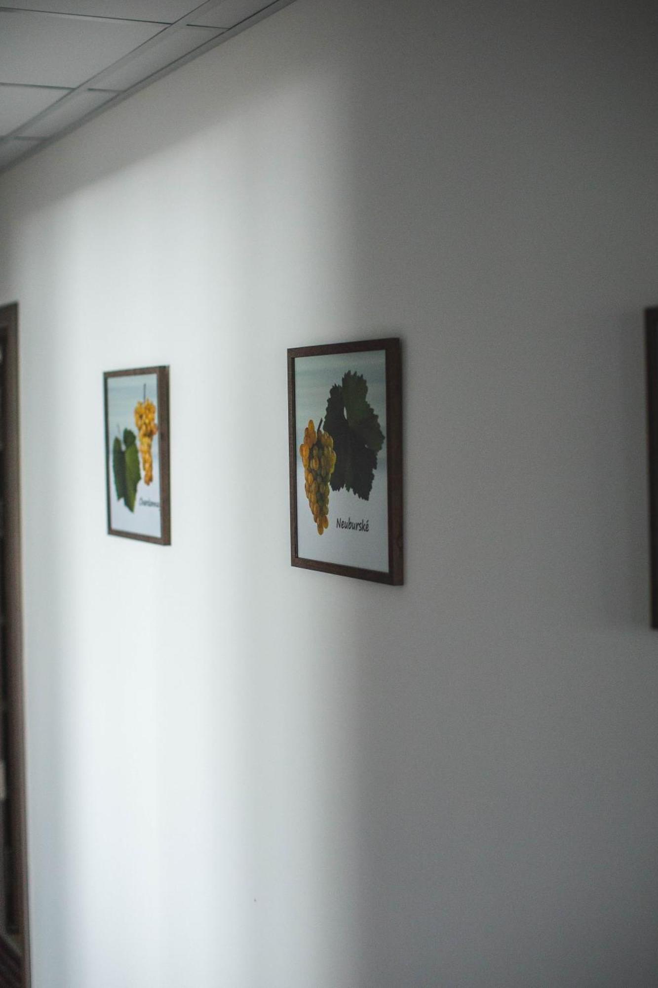 Apartmany Pemag Mikulov Zewnętrze zdjęcie